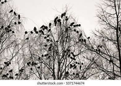 618 Crow Swarm Images, Stock Photos & Vectors | Shutterstock