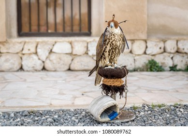 A Hooded Falcon, On A Perch, In The Old Quarter, Dubai, UAE