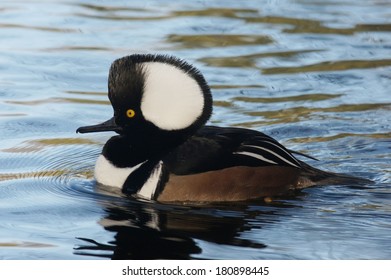 Hooded Merganser