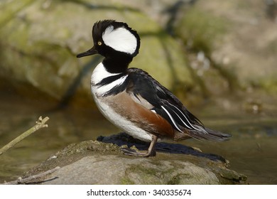 Hooded Merganser