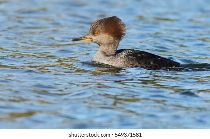  Hooded Merganser