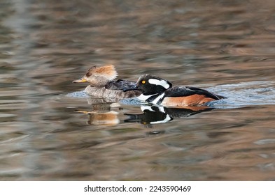 A Hooded Merganser couple in late Winter swimming in a lake of soft, earth tone colored reflections. - Shutterstock ID 2243590469