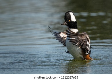 Hooded merganser duck - Powered by Shutterstock