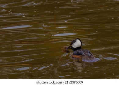 A Hooded Merganser Duck With A Crawdad In Its Mouth Swimming In A Lake In Medina Washington