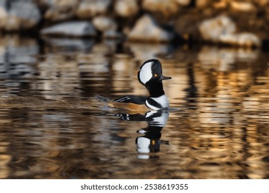 A Hooded Merganser duck swimming in a lake, its head above the surface - Powered by Shutterstock