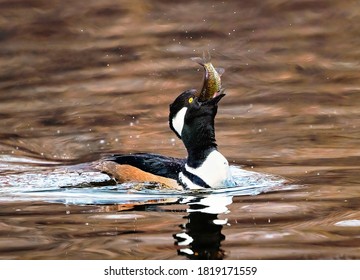 A Hooded Merganser sticks out his tongue as he maneuvers a sizeable fish down his throat in a dark Winter lake. - Powered by Shutterstock