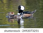 Hooded mergansers at Merritt Island National Wildlife Refuge in Florida.