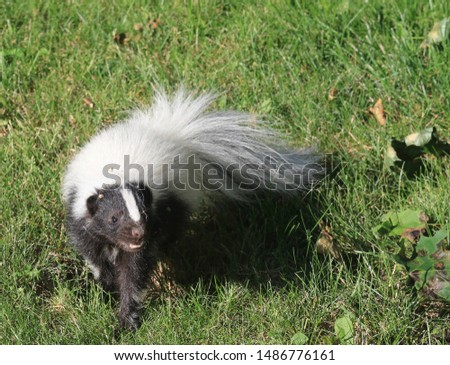 Hooded Skunk in the backyard