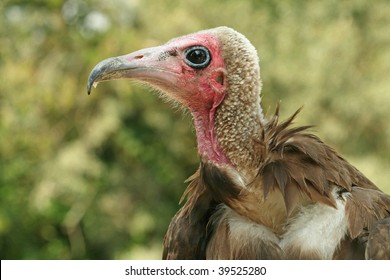 Hooded Vulture