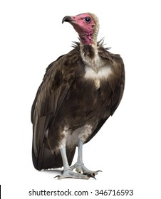 Hooded vulture - Necrosyrtes monachus (11 years old) in front of a white background