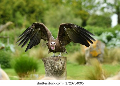 The Hooded Vulture Necrosyrtes Monachus Old World Vulture