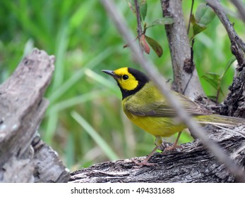 Hooded Warbler