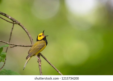 Hooded Warbler singing