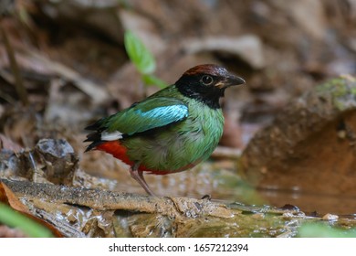 Hooded-pitta Sordida Pittidae Walk On The Ground Least Concern