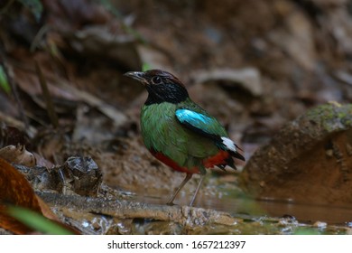 Hooded-pitta Sordida Pittidae Walk On The Ground Least Concern