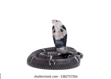 Hooding Chinese Cobra Naja Atra