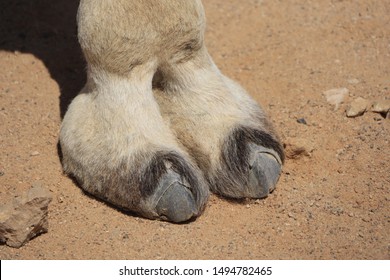 Cloven-hoofed Animal Images, Stock Photos & Vectors | Shutterstock