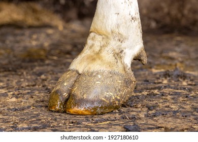 Hoof of a dairy cow standing on a stable floor,, manure