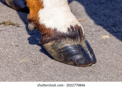 Hoof Of A Dairy Cow Standing On A Path, Red And White Fur