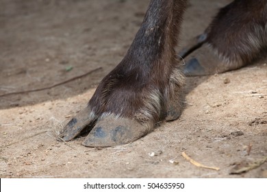 Hoof Of Domestic Reindeer (Rangifer Tarandus F. Domestica), Also Known As The Domestic Caribou. Wildlife Animal. 