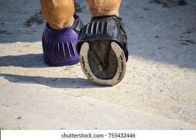 Hoof Iron Horse Rest Protected By Stock Photo 755432446 | Shutterstock