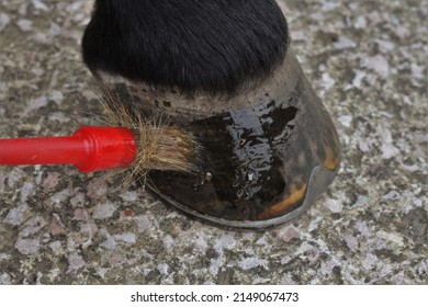 Hoof oil being applied to horses hoof. UK 