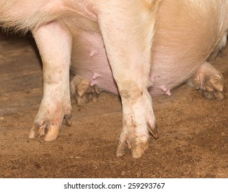 Hoof Pig Farm