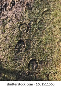 Hoof Prints In The Grass