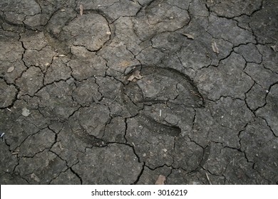 Hoof Prints In The Ground.