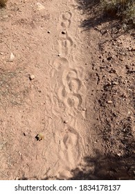 Hoof Prints In The Sand (Horse Shoe Tracks)