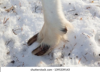 Hoof Of Reindeer In North Swedish Farm