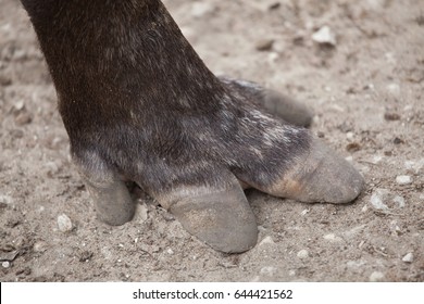 1,043 Brazilian Tapir Images, Stock Photos & Vectors | Shutterstock