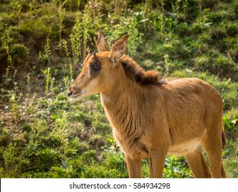 Hoofed