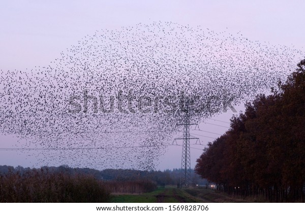 Hoogeveen, the Netherlands- November 24,\
2019: High voltage pylons and starlings in Oude Kene nature\
reserve, the\
Netherlands