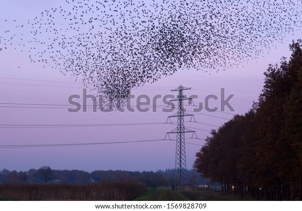 Hoogeveen, the Netherlands- November 24,
2019: High voltage pylons and starlings in Oude Kene nature
reserve, the
Netherlands
