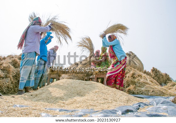 hooghly west\
bengal india on november 10th 2018 :Farmers and their families are\
threshing paddy in rural Bengal.The method of threshing paddy shown\
in this picture is laborious and\
old.