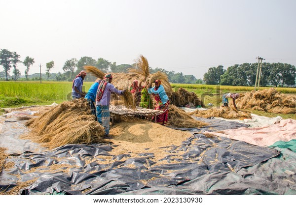 hooghly west
bengal india on november 10th 2018 :Farmers and their families are
threshing paddy in rural Bengal.The method of threshing paddy shown
in this picture is laborious and
old.