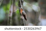 Hook-billed Hermit - Glaucis dohrnii - Balança Rabo Canela