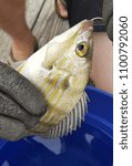 A hooked fish