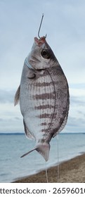 hooked. fish caught backdrop beach angling