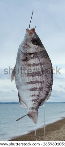 hooked. fish caught backdrop beach angling