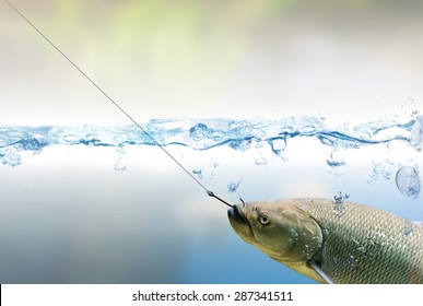 Hooked Fish On Fishing Hook Under Water