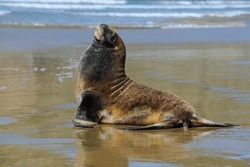 Hooker's Sea Lion (Phocarctos Hookeri), Cannibal Bay, The Catlins, South Island, New Zealand, Pacific