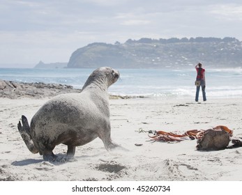 Hooker's Sea Lion Running On St Kilda Beach, New Zealand