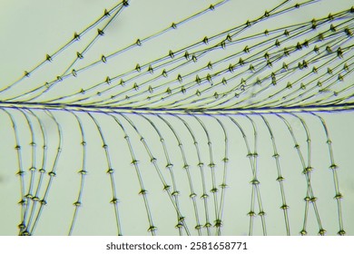 Hooklets in barbules of a bird