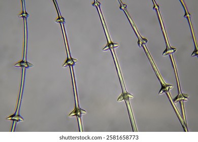 Hooklets in barbules of a bird