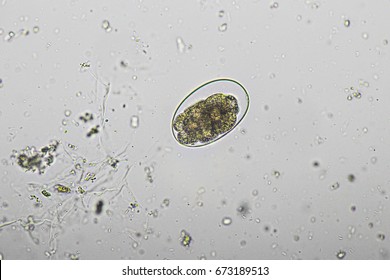 Hookworm Egg