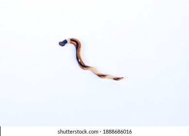 Hookworm On A White Background