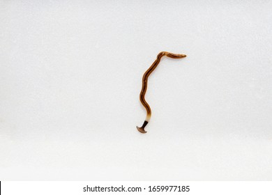 Hookworm On A White Scene