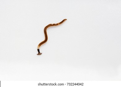 Hookworm ( Parasite )